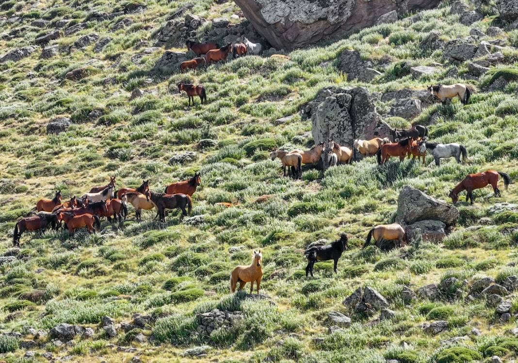 Konya Ovası’na bakan zirvede yılkı atlarıyla büyüleyici manzara 2